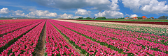 Zijpe Flowering Tulips Holland Netherlands